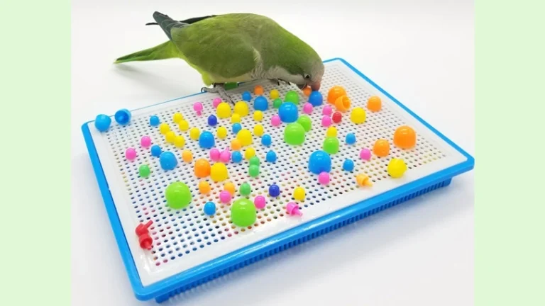 お部屋が小鳥の遊園地に！『鳥のおもちゃセット』でインコも大満足の遊びタイム