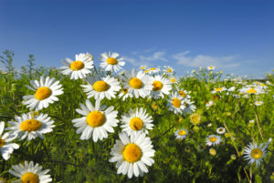 からだを想うやさしい甘さ｜百年はちみつのど飴＜ゆず味＞が選ばれる理由