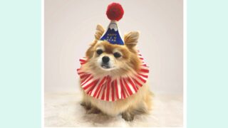 お正月の主役に！愛犬がもっと可愛くなる『ポンポンハット』｜家族みんなで楽しめる新年フォトアイテム