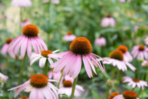 からだを想うやさしい甘さ｜百年はちみつのど飴＜ゆず味＞が選ばれる理由