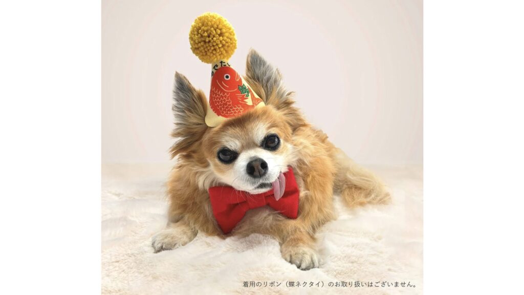 お正月の主役に！愛犬がもっと可愛くなる『ポンポンハット』｜家族みんなで楽しめる新年フォトアイテム