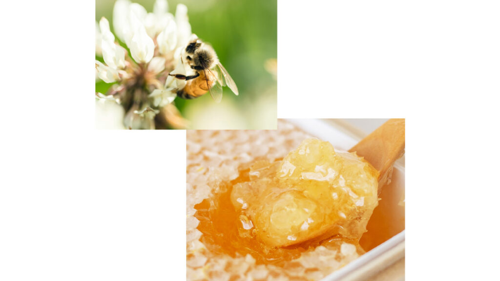 巣ごと食べる生はちみつ|ニュージーランド産コムハニーの魅力