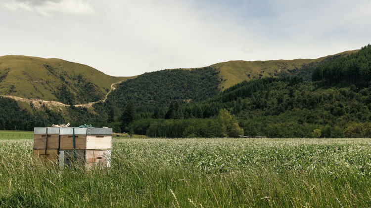 巣ごと食べる生はちみつ|ニュージーランド産コムハニーの魅力