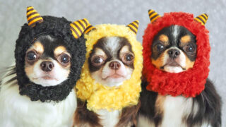 iDog 鬼さんスヌード｜愛犬・愛猫が鬼に変身！節分や記念撮影にぴったり