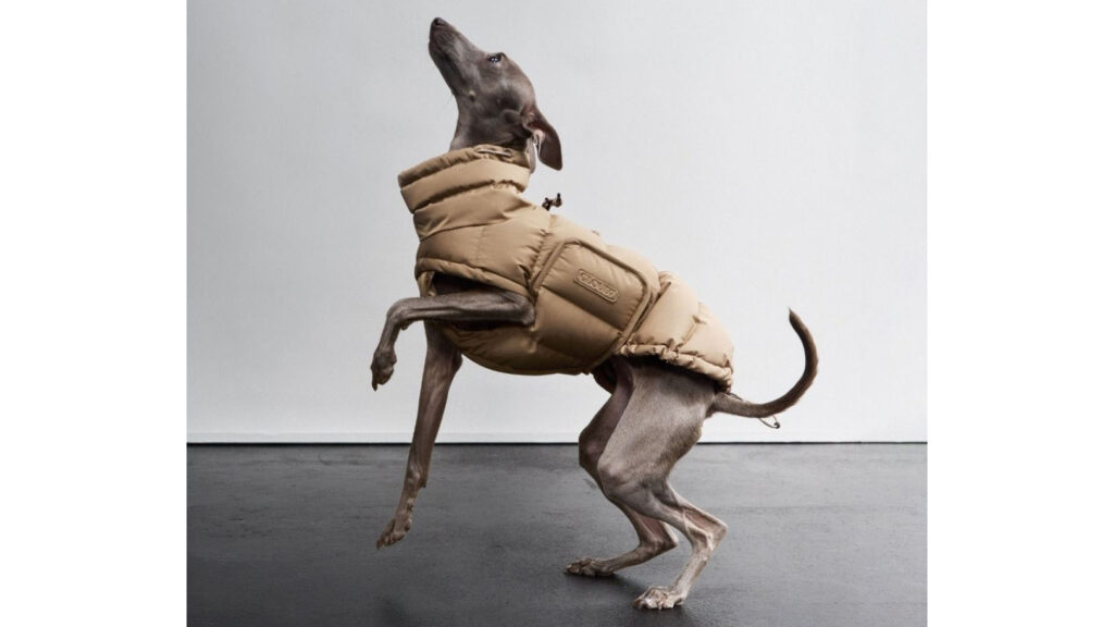 Cloud7 アラスカ 犬用防寒コート｜氷点下15℃対応の高機能ドッグウェア