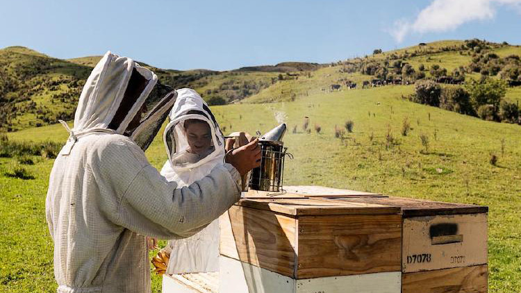 巣ごと食べる生はちみつ|ニュージーランド産コムハニーの魅力