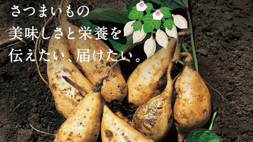 サクまいも｜臺霧島酒造&times;タマチャンショップの贅沢チョコ芋けんぴ