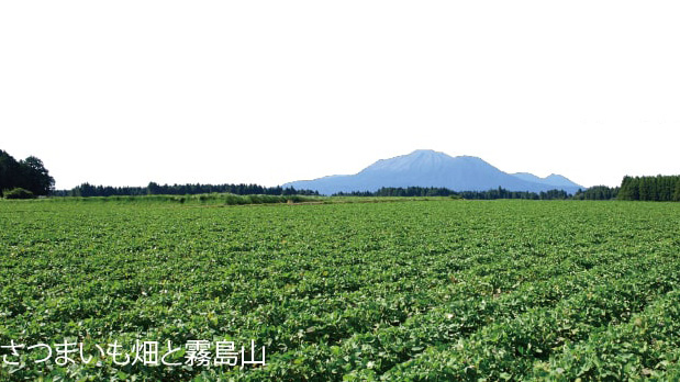 サクまいも｜臺霧島酒造&times;タマチャンショップの贅沢チョコ芋けんぴ