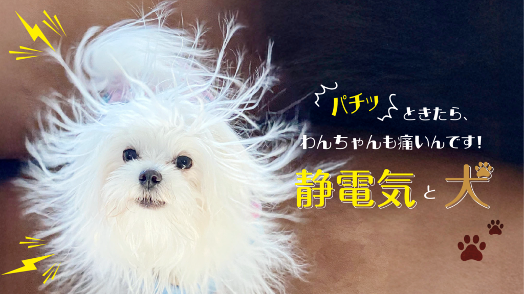 愛犬の静電気対策に｜A.P.D.C.グルーミングスプレーで毛玉・切れ毛予防