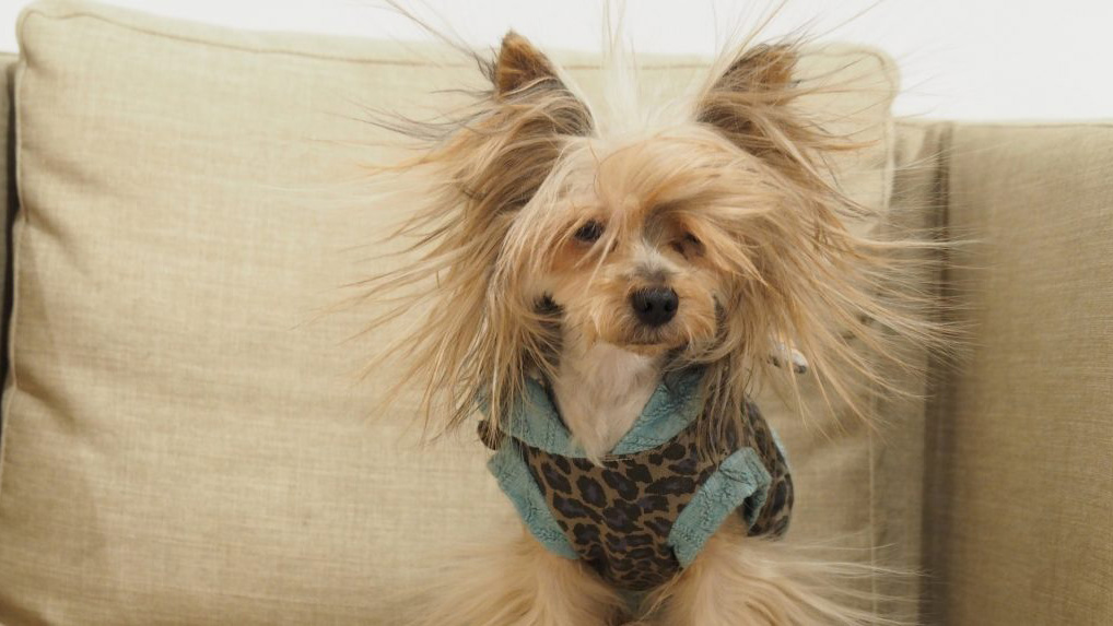 愛犬の静電気対策に｜A.P.D.C.グルーミングスプレーで毛玉・切れ毛予防