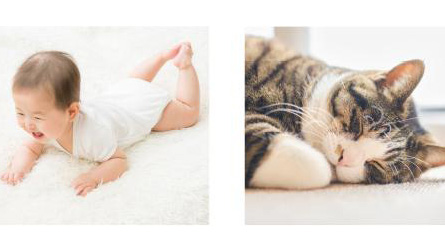 においづわりやペット家庭に◎無香料洗剤「ファーファ フリー&」の実力