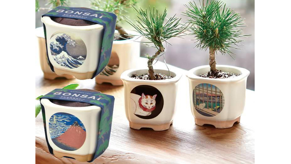 浮世絵デザイン盆栽キット｜美濃焼鉢で育てる黒松・赤松の栽培セット