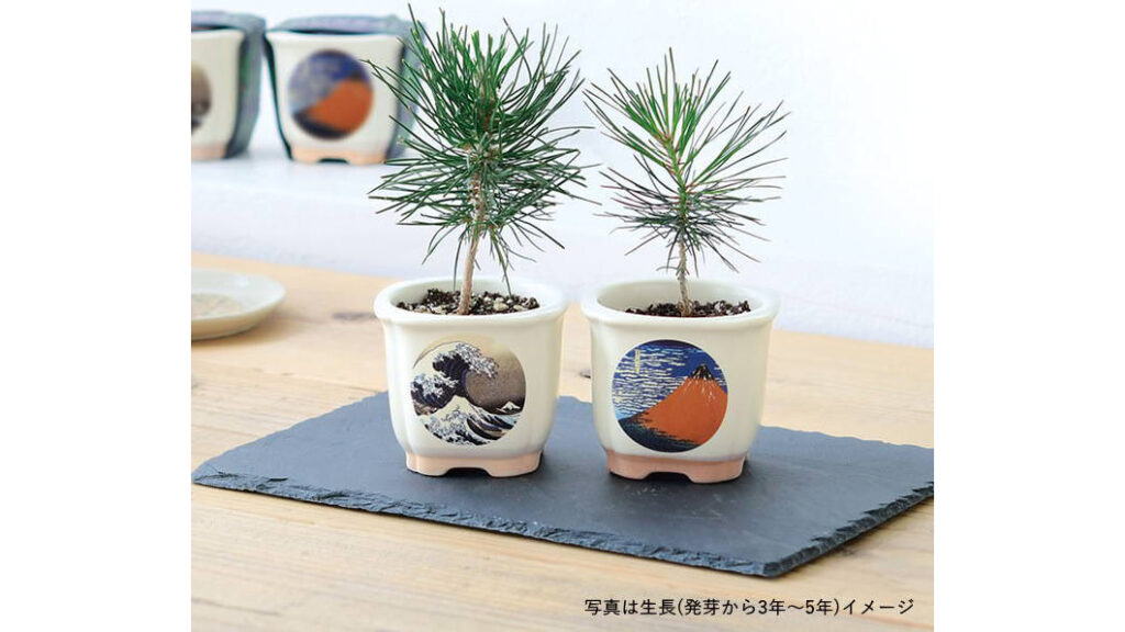 浮世絵デザイン盆栽キット｜美濃焼鉢で育てる黒松・赤松の栽培セット