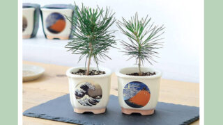 浮世絵デザイン盆栽キット｜美濃焼鉢で育てる黒松・赤松の栽培セット