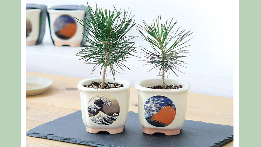 浮世絵デザイン盆栽キット｜美濃焼鉢で育てる黒松・赤松の栽培セット