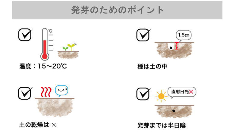 浮世絵デザイン盆栽キット｜美濃焼鉢で育てる黒松・赤松の栽培セット