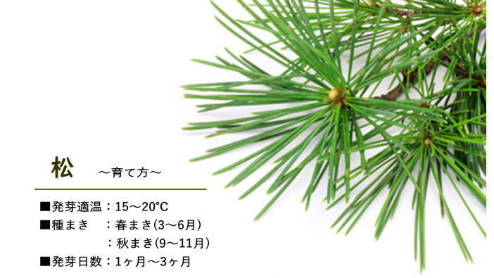 浮世絵デザイン盆栽キット｜美濃焼鉢で育てる黒松・赤松の栽培セット