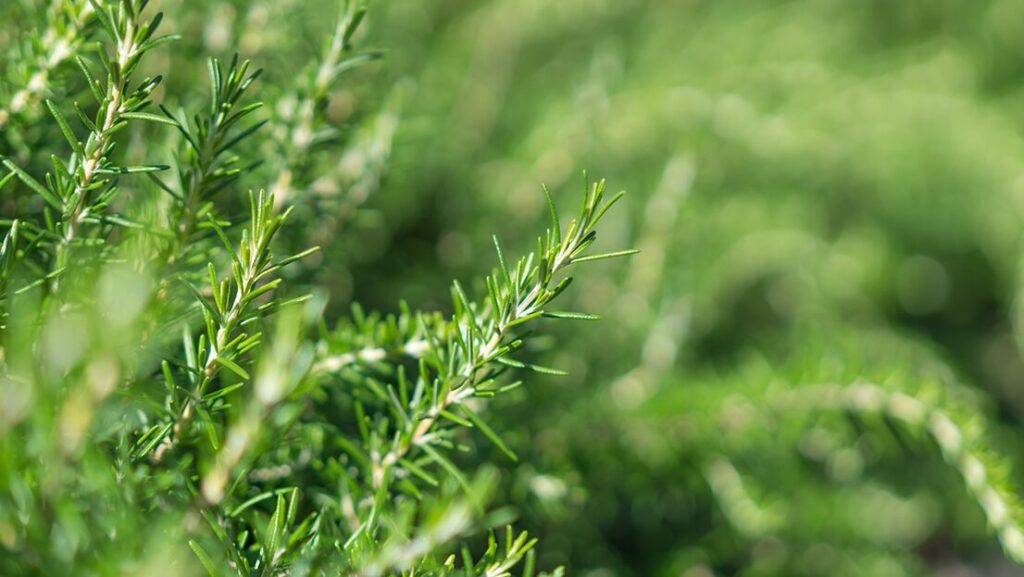 天然由来100％ヘアケア「余」｜頭皮から整えるナチュラルシャンプー