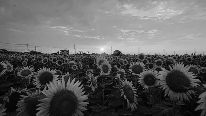 桜のはちみつ配合「蜂蜜リップバーム｜自然派でしっとり潤う贅沢ケア