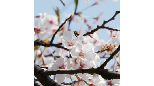 桜のはちみつ配合「蜂蜜リップバーム｜自然派でしっとり潤う贅沢ケア