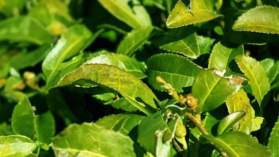 【和紅茶ギフト】自然の香りを楽しむボタニカル紅茶セットの魅力