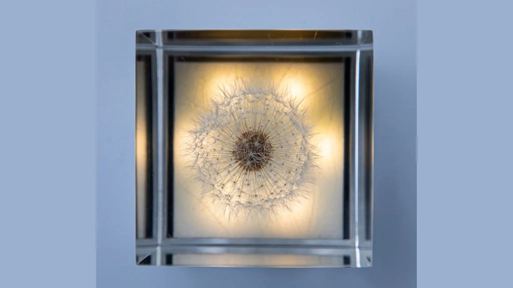 本物のタンポポを閉じ込めた照明「TAMPOPO Light」｜幻想的なテーブルライト