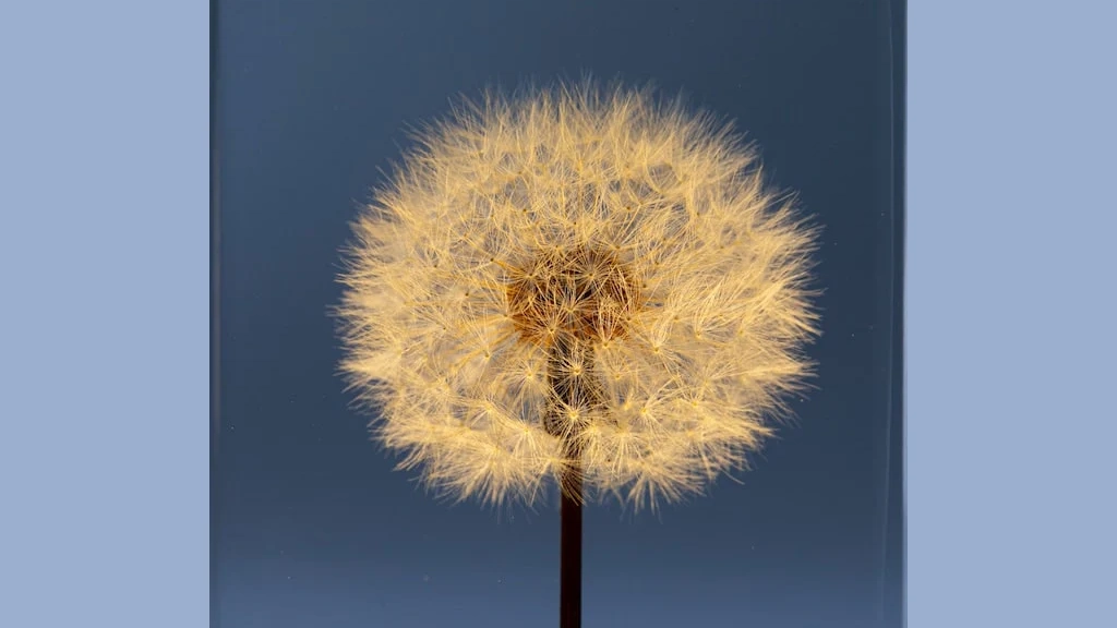 本物のタンポポを閉じ込めた照明「TAMPOPO Light」｜幻想的なテーブルライト