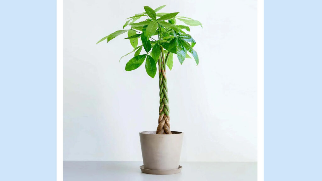 初心者にも人気！『パキラ ねじり』で始める植物のある暮らし