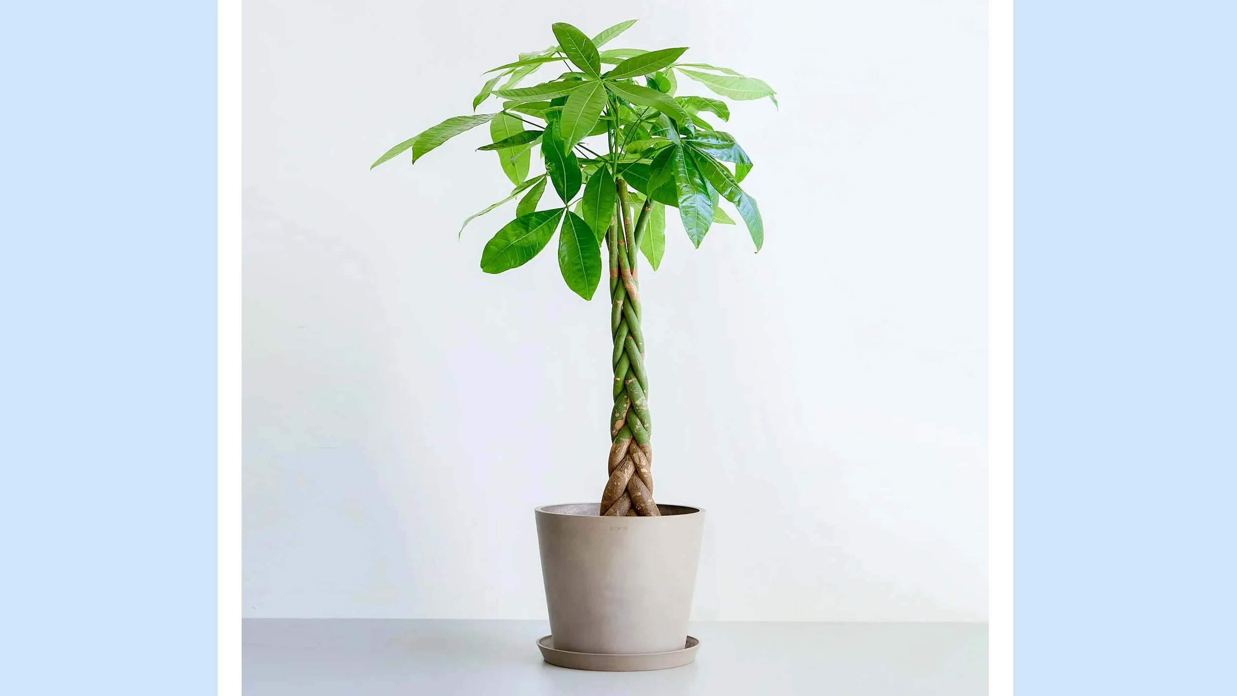 初心者にも人気！『パキラ ねじり』で始める植物のある暮らし