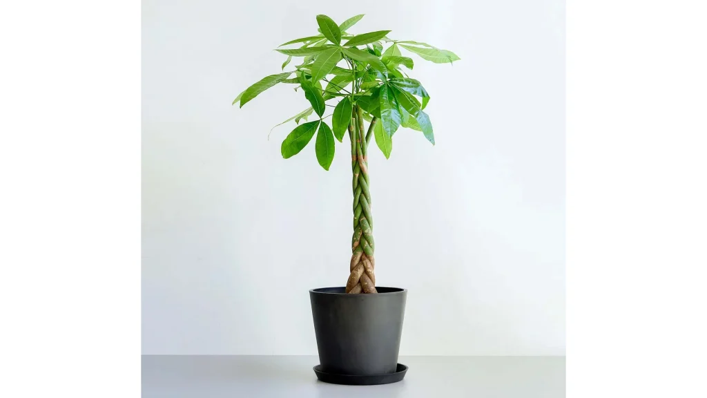 初心者にも人気!『パキラ ねじり』で始める植物のある暮らし