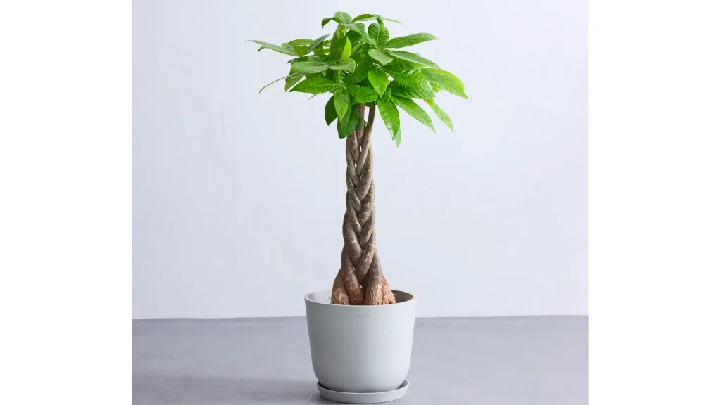 初心者にも人気!『パキラ ねじり』で始める植物のある暮らし
