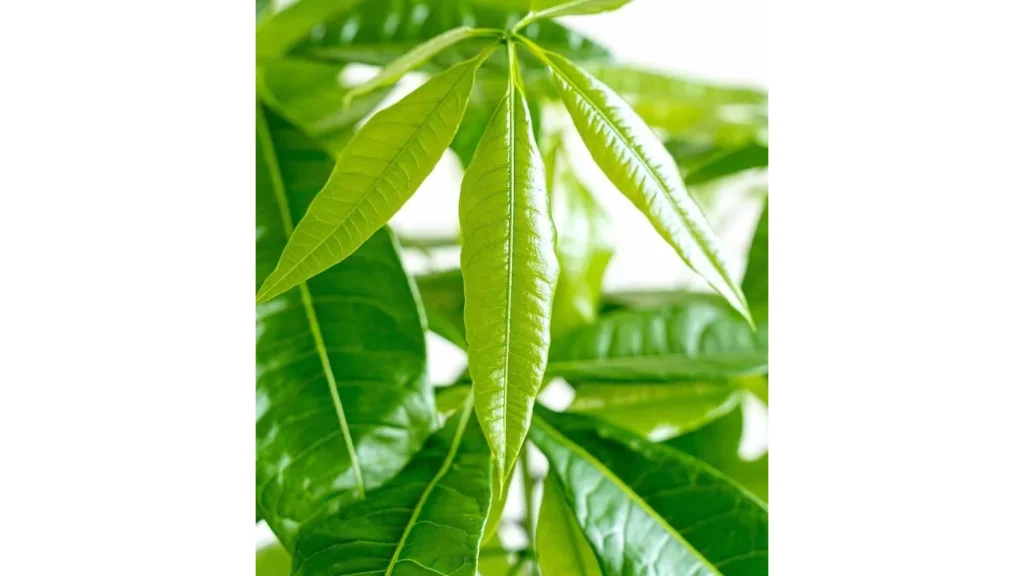 初心者にも人気!『パキラ ねじり』で始める植物のある暮らし