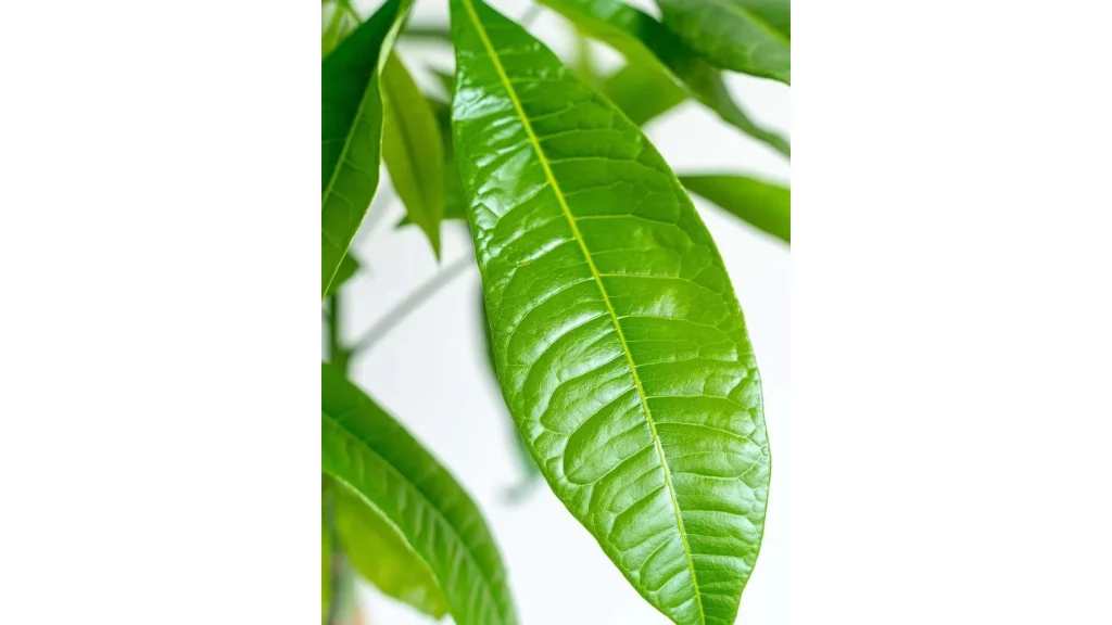 初心者にも人気!『パキラ ねじり』で始める植物のある暮らし