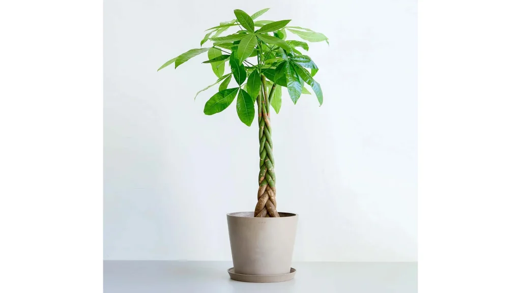 初心者にも人気!『パキラ ねじり』で始める植物のある暮らし