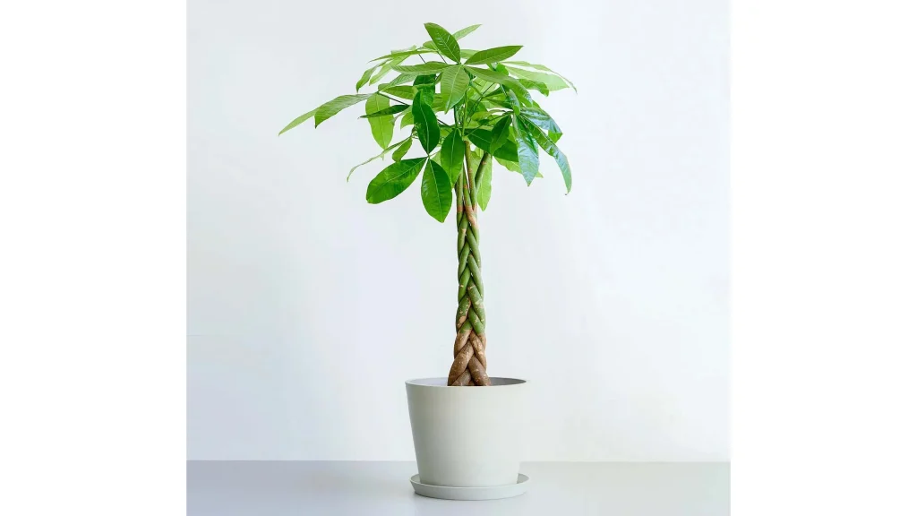 初心者にも人気!『パキラ ねじり』で始める植物のある暮らし