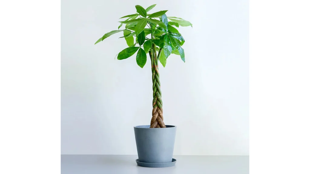 初心者にも人気!『パキラ ねじり』で始める植物のある暮らし