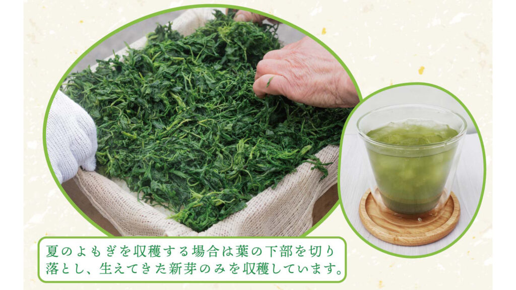 無農薬・無添加で安心！岡山県産「とみはら茶」の粉末よもぎ茶が毎日の健康習慣におすすめ
