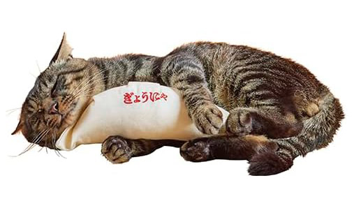 猫が餃子を抱えてキック!?思わず写真を撮りたくなる『けり餃子』