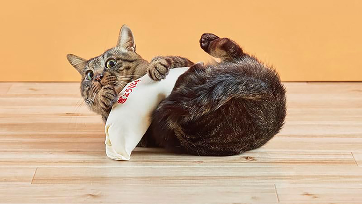 猫が餃子を抱えてキック！？思わず写真を撮りたくなる『けり餃子』