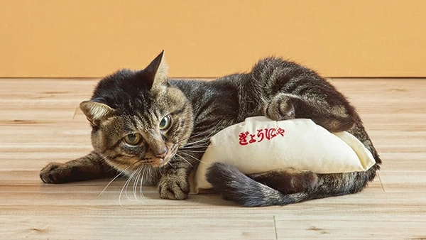 猫が餃子を抱えてキック!?思わず写真を撮りたくなる『けり餃子』